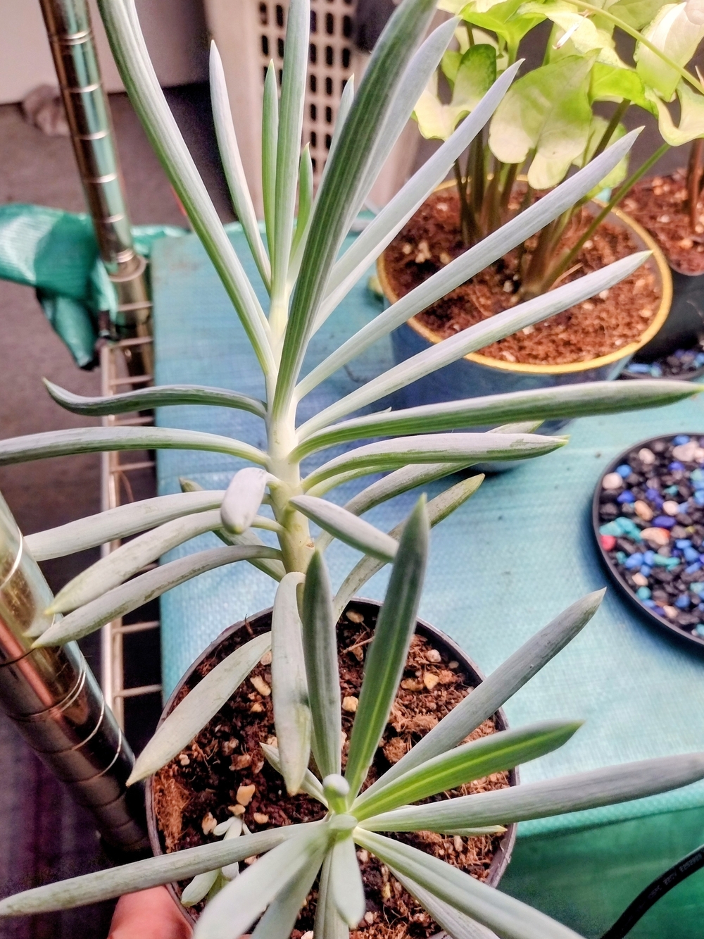 Large Live Blue Chalkstick Succulent Plant- 4 In. Pot
